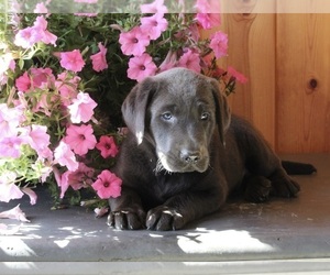 Labrador Retriever Puppy for sale in FREDERICKSBURG, OH, USA