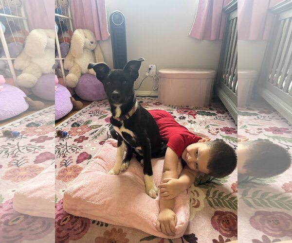 Medium Photo #2 Mutt Puppy For Sale in Fenton, MO, USA