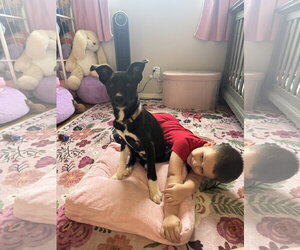 BAILEY - Female Mutt Dog for Adoption - Photo #2