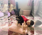 Small #1 Mutt