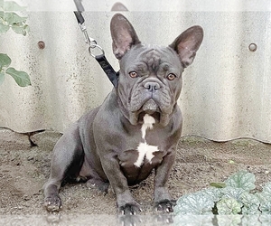 Mother of the French Bulldog puppies born on 01/27/2023