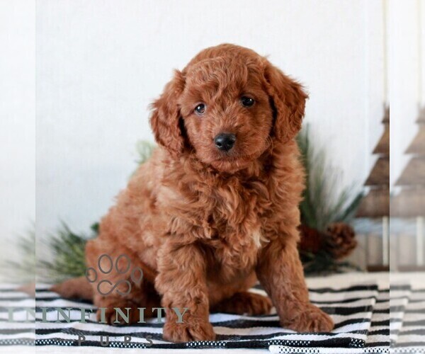 Medium Photo #1 Goldendoodle (Miniature) Puppy For Sale in LITITZ, PA, USA