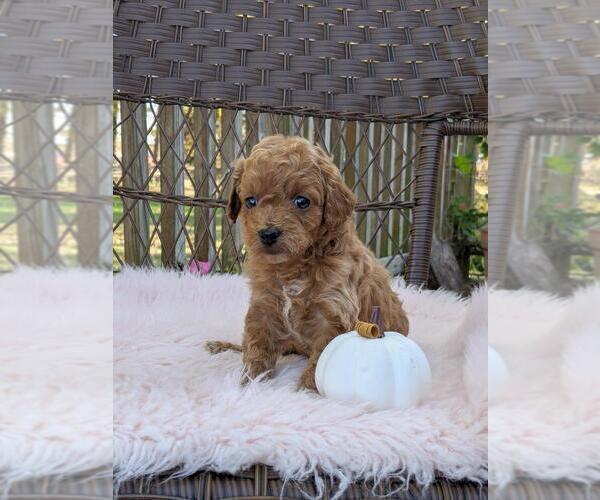 Medium Photo #6 Cock-A-Poo-Poodle (Miniature) Mix Puppy For Sale in SALEM, MO, USA