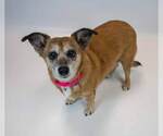 Small #3 Dachshund Mix
