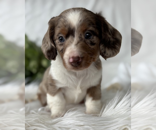 Medium Photo #4 Dachshund Puppy For Sale in ROCK STREAM, NY, USA
