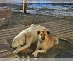 Small Photo #1 Anatolian Shepherd-Labrador Retriever Mix Puppy For Sale in Frisco, CO, USA
