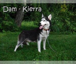 Mother of the Siberian Husky puppies born on 05/20/2023