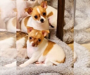 Chihuahua Litter for sale in MOUNT AIRY, NC, USA