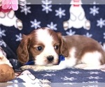 Small Photo #7 Cavalier King Charles Spaniel Puppy For Sale in CLAY, PA, USA