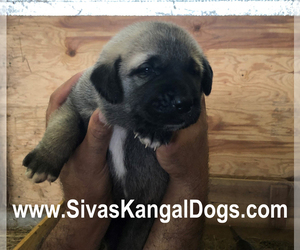 Kangal Dog Puppy for sale in ROCKY RIDGE, MD, USA