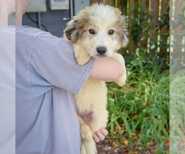 Medium Photo #3 Collie-Great Pyrenees Mix Puppy For Sale in Huntley, IL, USA