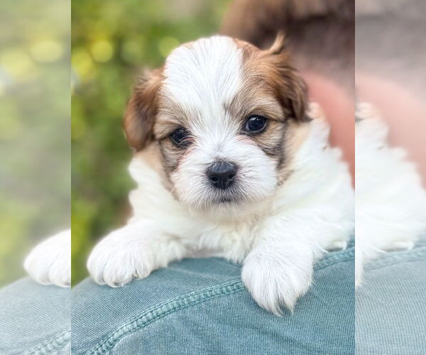 Medium Photo #1 Papillon-Unknown Mix Puppy For Sale in Corona, CA, USA