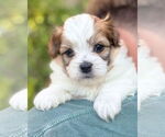 Small Papillon Mix