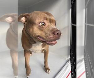 Chihuahua-Unknown Mix Dogs for adoption in Houston, TX, USA