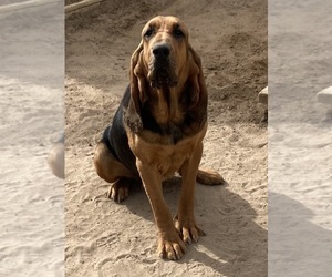 Bloodhound Puppy for sale in FORT MORGAN, CO, USA
