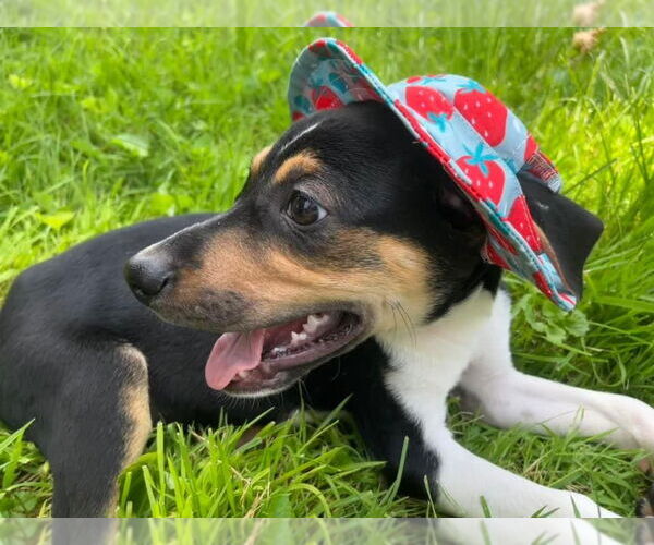 Medium Photo #29 Treeing Walker Coonhound-Unknown Mix Puppy For Sale in Germantown, OH, USA
