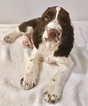 Small Photo #8 English Springer Spaniel Puppy For Sale in MARIETTA, GA, USA