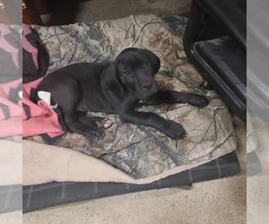 Great Dane Puppy for sale in LEANDER, TX, USA