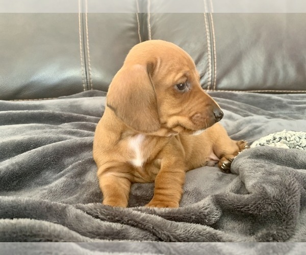 Medium Photo #3 Dachshund Puppy For Sale in GRANBY, CT, USA