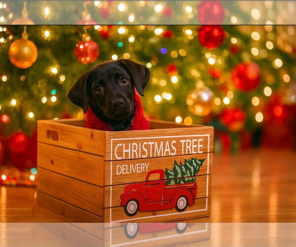 Medium Photo #3 Shepradors Puppy For Sale in Chester, VA, USA