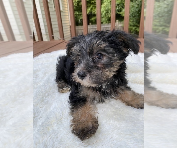 Medium Photo #4 Morkie Puppy For Sale in POWDER SPRINGS, GA, USA