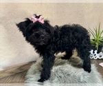 Small #2 YorkiePoo