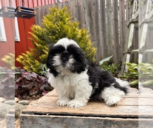 Shih Tzu Puppy for sale in MIDDLEBURY, IN, USA