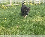 Puppy Pink Collar German Shepherd Dog