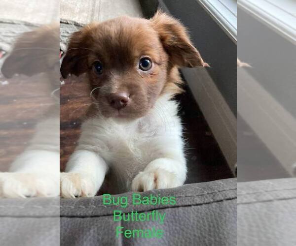 Medium Photo #4 Colonial Cocker Spaniel-Unknown Mix Puppy For Sale in Aurora, IN, USA