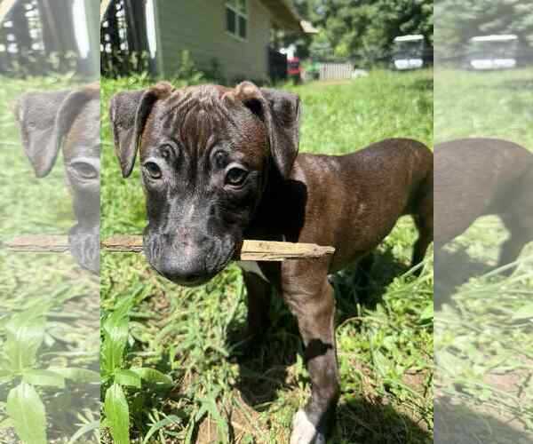 Medium Photo #3 Staffordshire Bull Terrier-Unknown Mix Puppy For Sale in Holly Springs, NC, USA