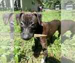 Small #2 Staffordshire Bull Terrier Mix