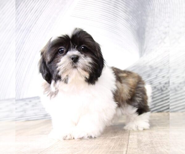 Medium Photo #3 Shih Tzu Puppy For Sale in MOUNT VERNON, OH, USA