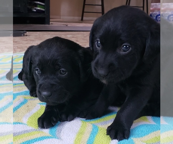 Medium Photo #137 Labrador Retriever Puppy For Sale in OLYMPIA, WA, USA