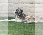 Small #2 Anatolian Shepherd-Labrador Retriever Mix
