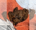 Small Photo #2 Boxer Puppy For Sale in Kingston, Ontario, Canada