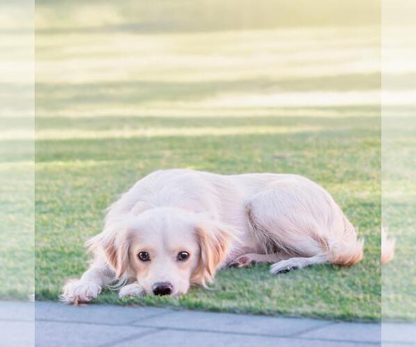 Medium Photo #8 Colonial Cocker Spaniel-Poodle (Miniature) Mix Puppy For Sale in San Diego, CA, USA