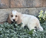 Small #4 Cocker Spaniel