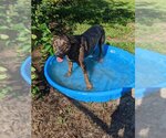 Small Photo #1 Catahoula Leopard Dog Puppy For Sale in Gainesville, FL, USA