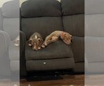 Small Photo #1 Labrador Retriever-Staffordshire Bull Terrier Mix Puppy For Sale in McKinney, TX, USA