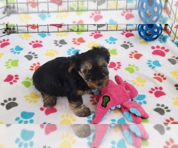 Medium Photo #2 Yorkshire Terrier Puppy For Sale in ORO VALLEY, AZ, USA