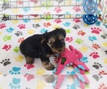 Small #1 Yorkshire Terrier