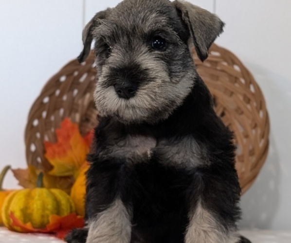 Medium Photo #7 Schnauzer (Miniature) Puppy For Sale in GOSHEN, IN, USA