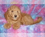 Small #7 Labradoodle