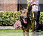 Small #1 German Shepherd Dog