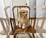 Small Photo #6 Poochon Puppy For Sale in NIANGUA, MO, USA