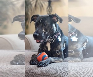 ARCHIE - Male Mutt Dog for Adoption - Photo #6