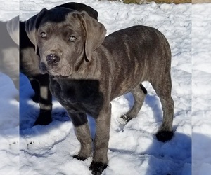Cane Corso Puppy for sale in GERRARDSTOWN, WV, USA