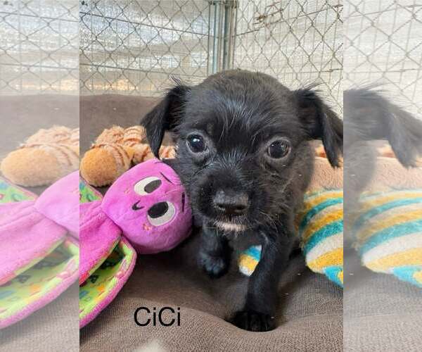 Medium Photo #1 Chihuahua-Unknown Mix Puppy For Sale in Turlock, CA, USA