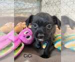 CiCi - Female Chihuahua-Unknown Mix Dog for Adoption - Small photo