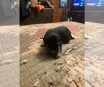 Small Photo #5 Maltipoo-Schnauzer (Miniature) Mix Puppy For Sale in ROSELAND, VA, USA